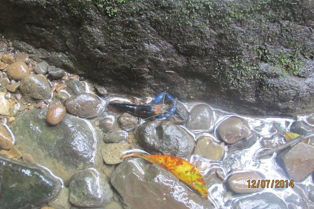 Cabinas Y Restaurante Tilapias La Cascada Otel Ojochal Dış mekan fotoğraf